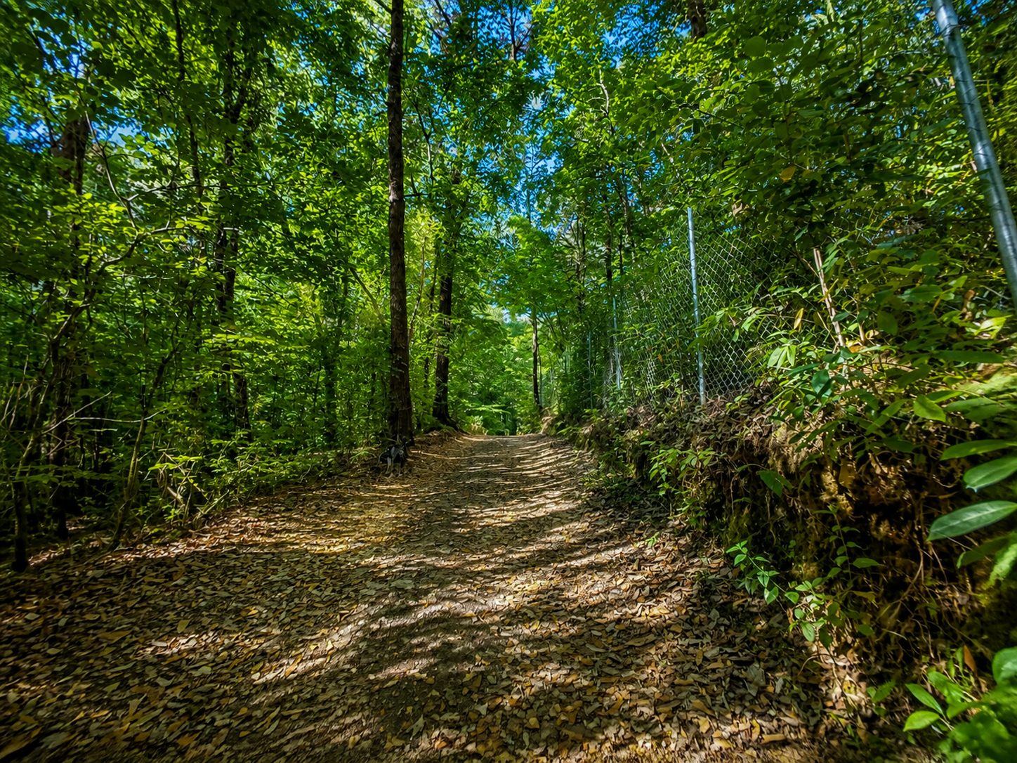 Sendero entre el bosque privado