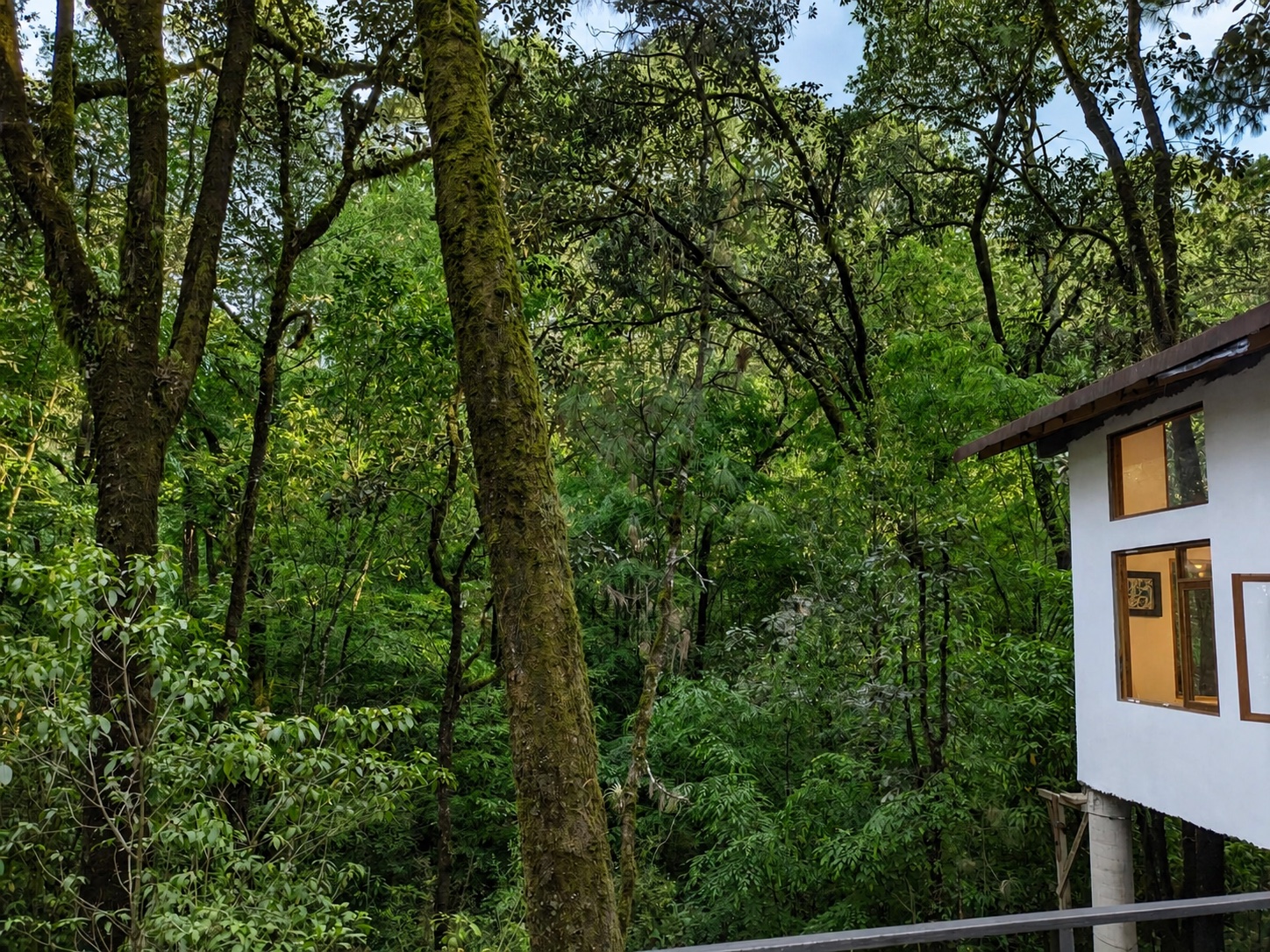 Vista directa al bosque desde la casa